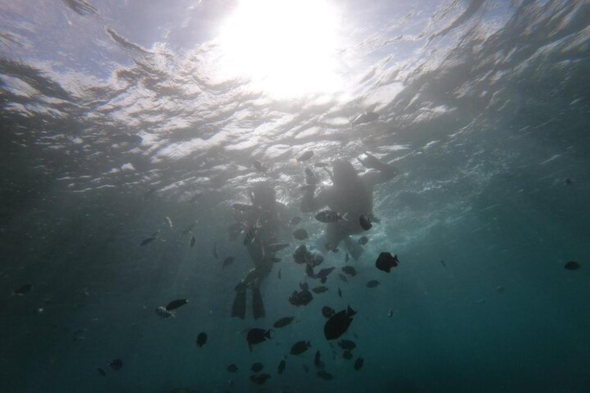 a person swimming in the water with a lot of fish