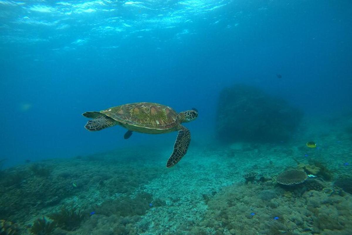 a green sea turtle swimming in the ocean