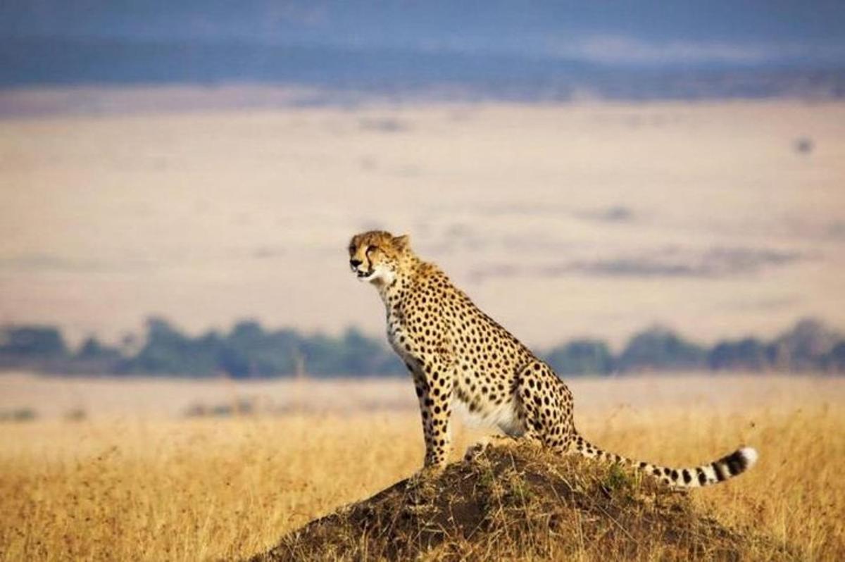 un ghepard stând pe o stâncă într-un câmp