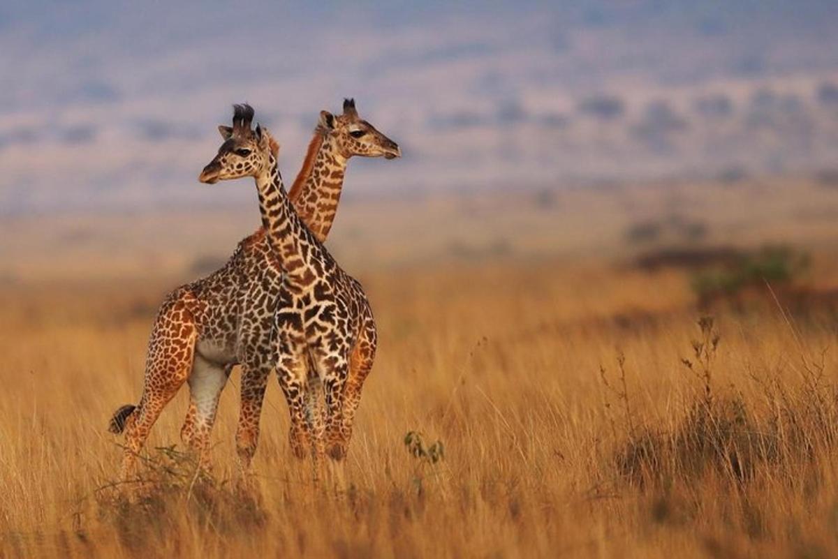 două girafe stând într-un câmp cu iarbă înaltă