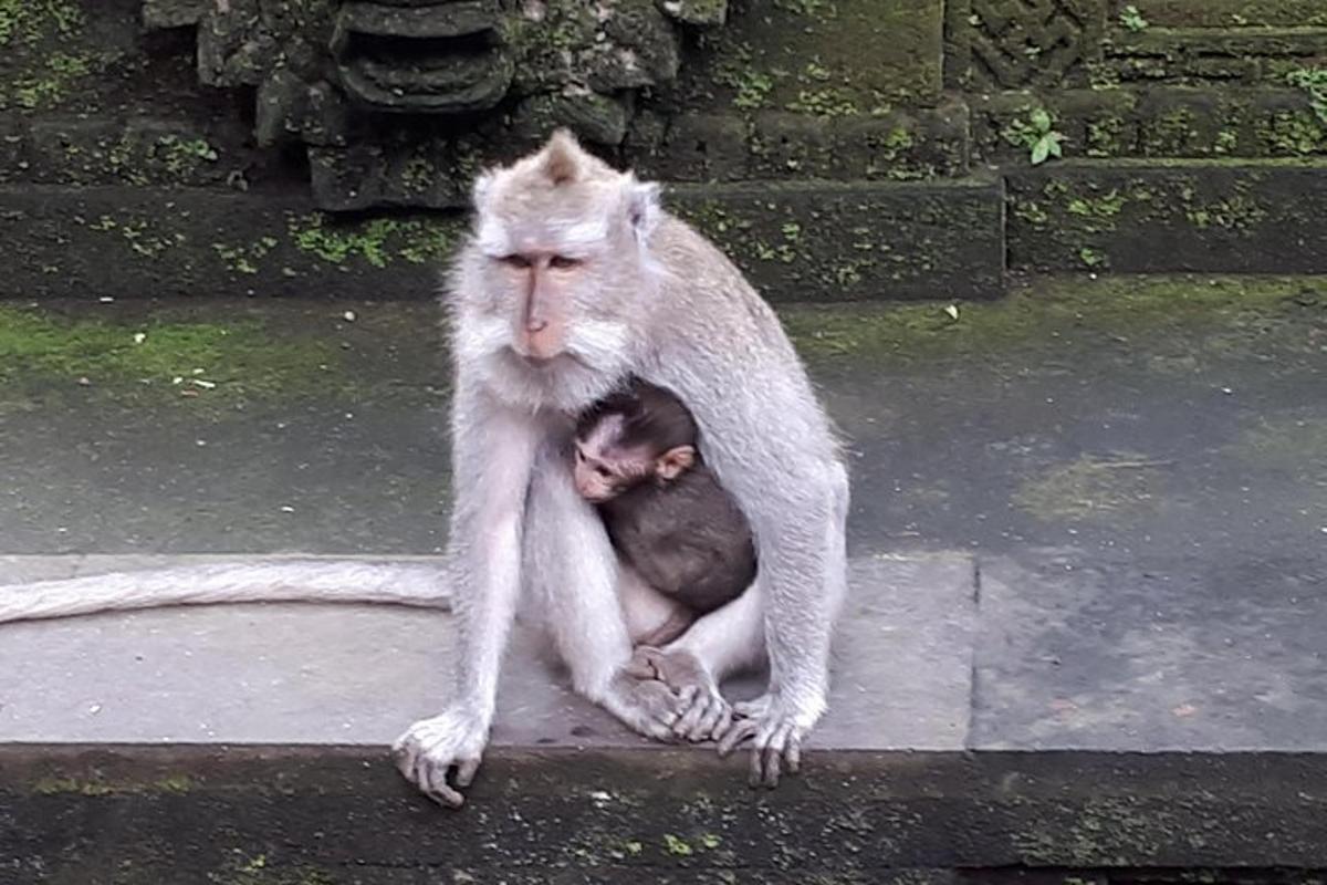 een aap die op de grond zit met een baby-aapje