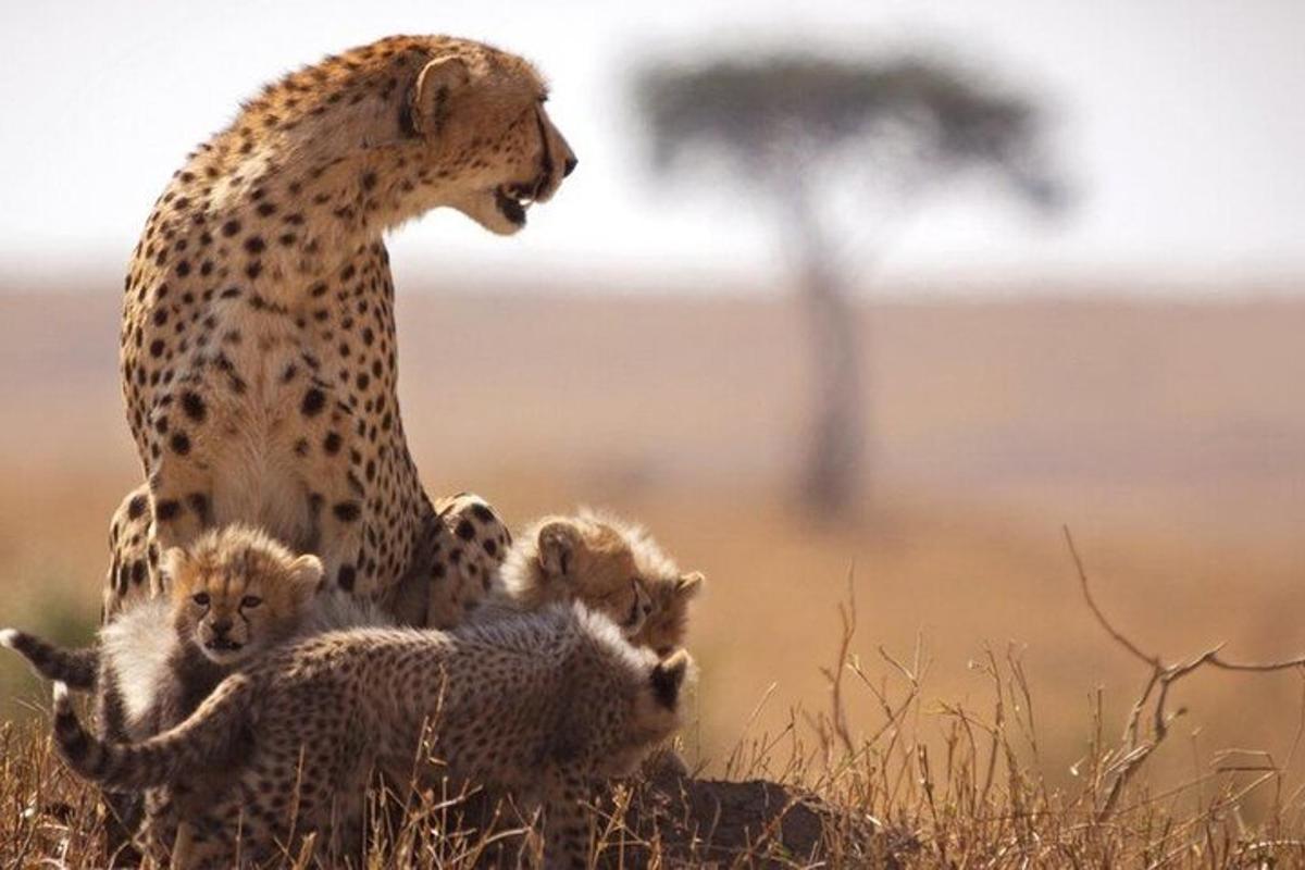 seekor cheetah dengan anak-anaknya di rumput