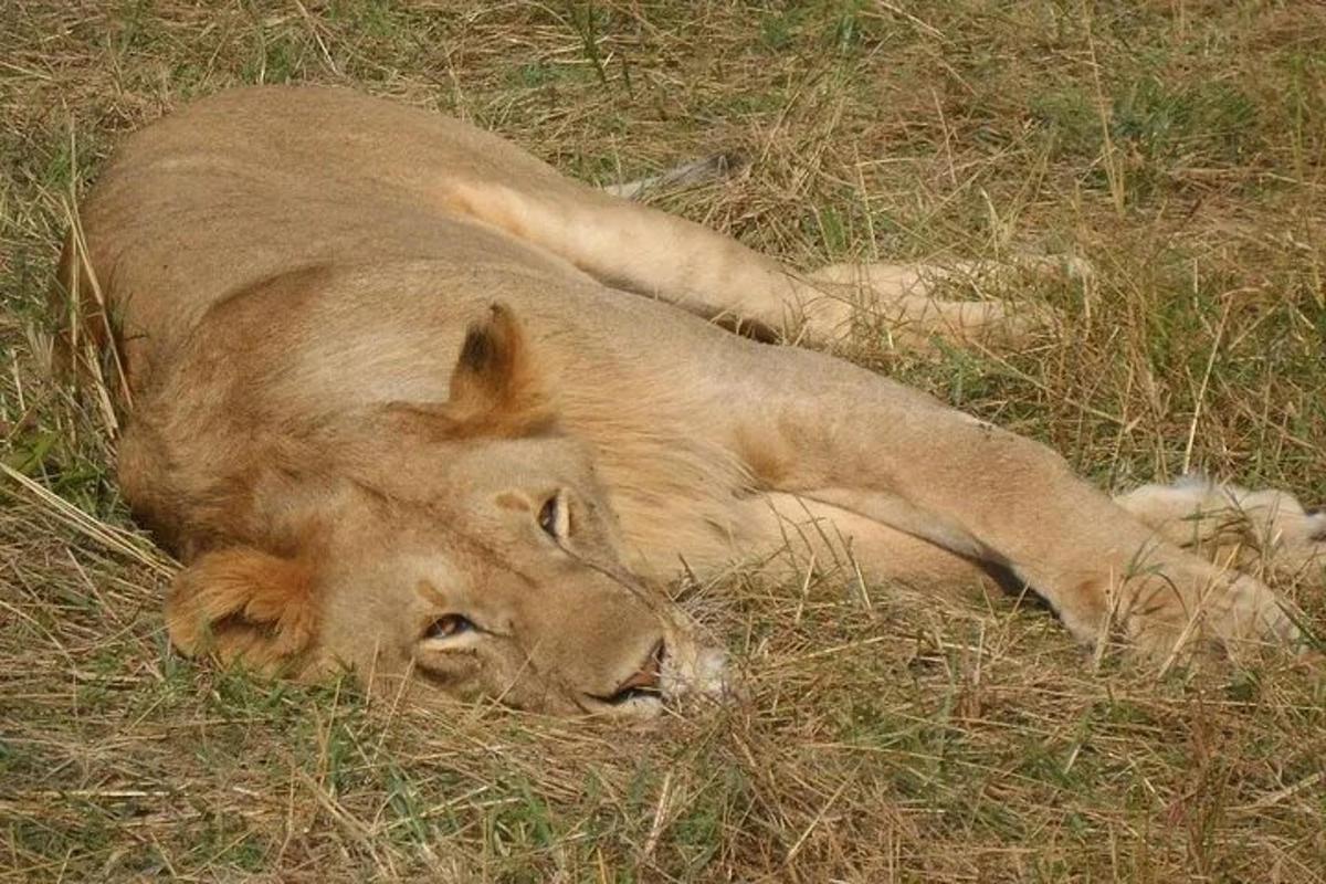 un leone sdraiato nell'erba