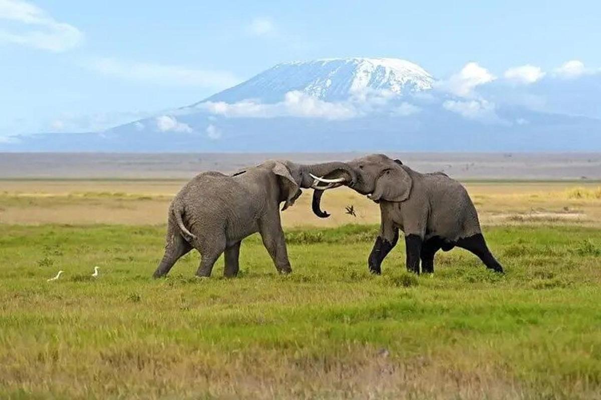 due elefanti che combattono in un campo con una montagna sullo sfondo