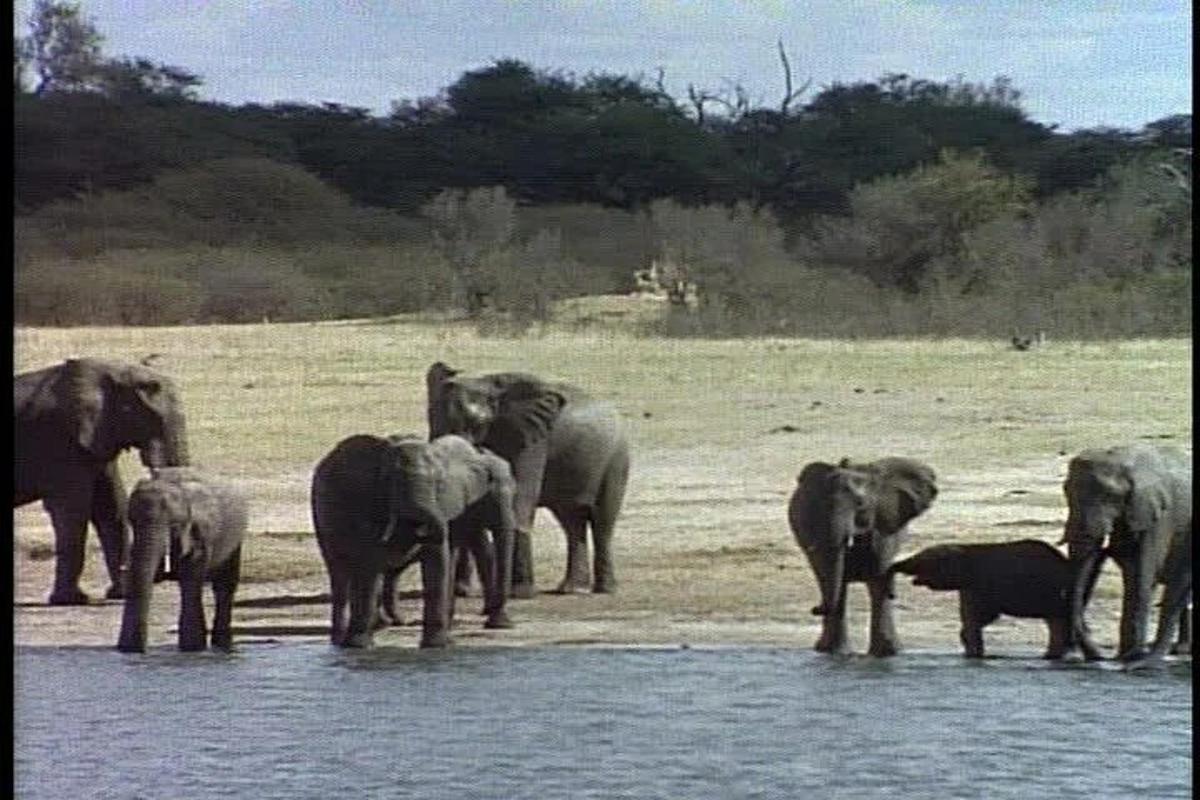 una mandria di elefanti in piedi vicino all'acqua