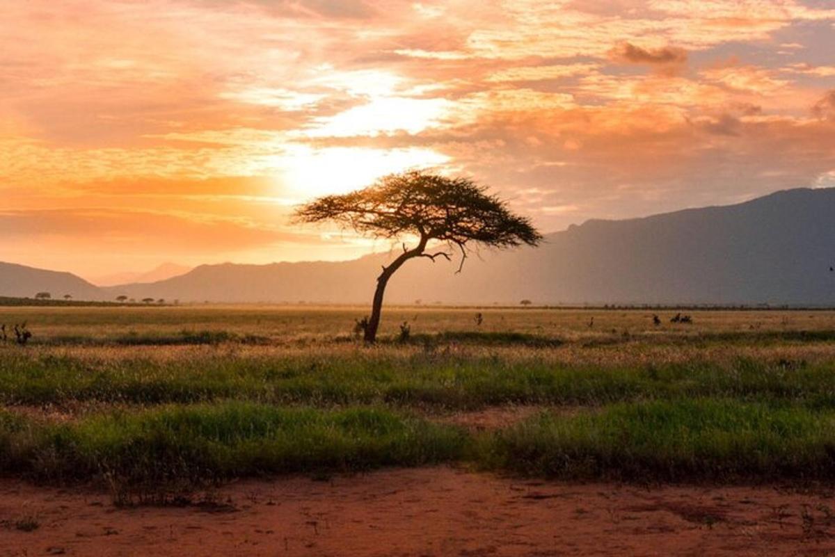 un albero in mezzo a un campo al tramonto