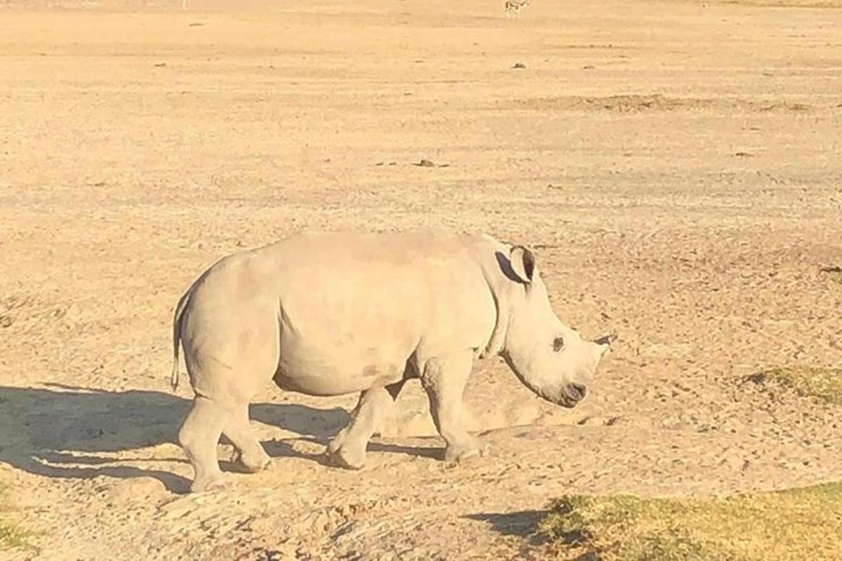 un rinoceronte bianco che cammina su un campo sterrato
