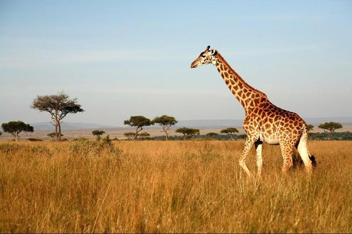 una giraffa che cammina in un campo di erba alta