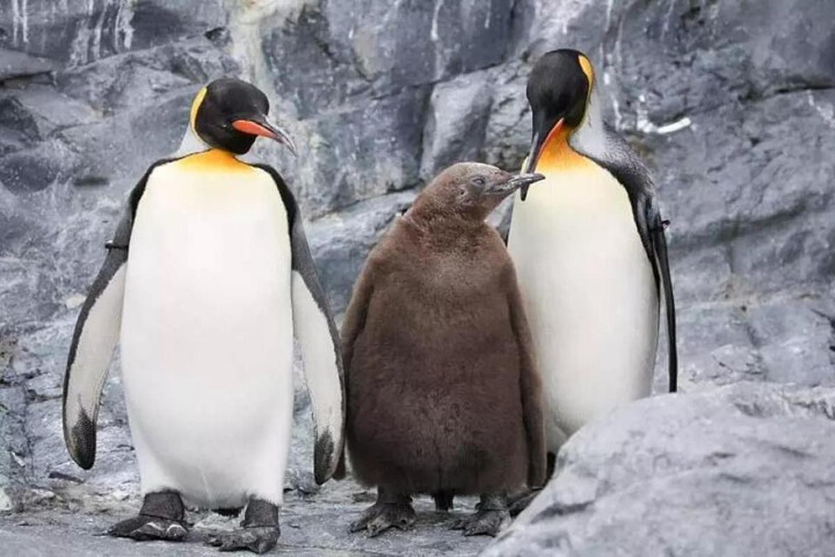 a couple of penguins standing next to each other