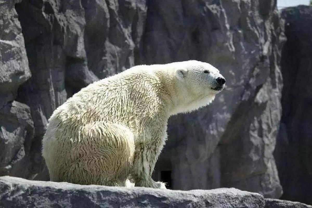 a polar bear standing on top of a rock