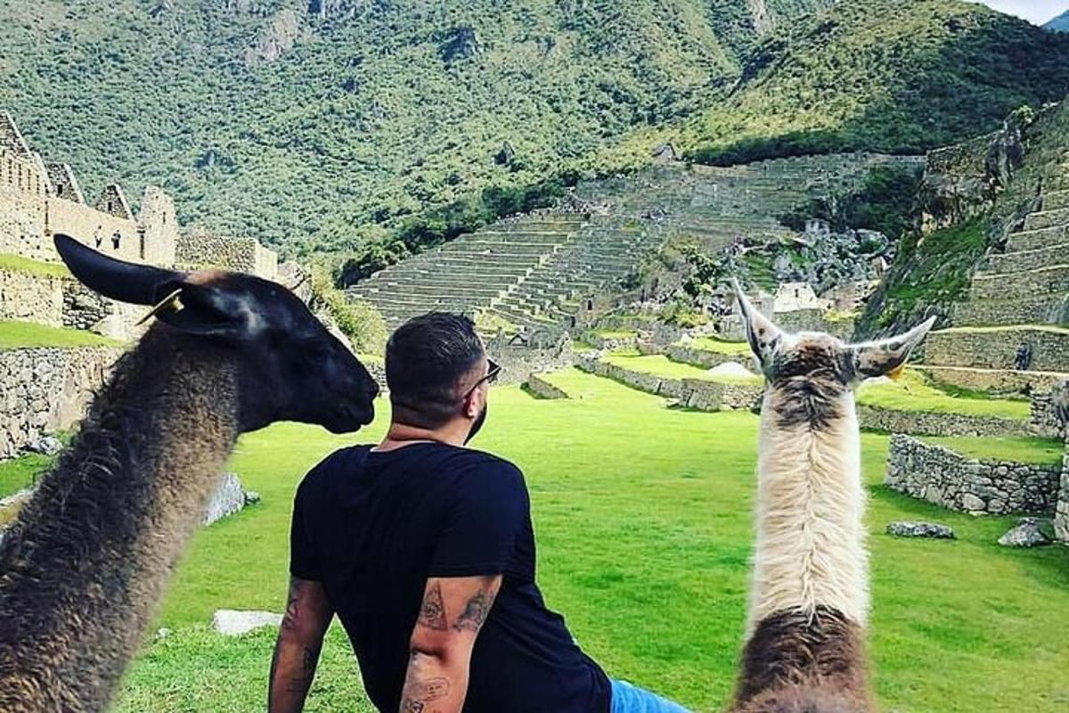 un uomo seduto accanto a due lama in un anfiteatro