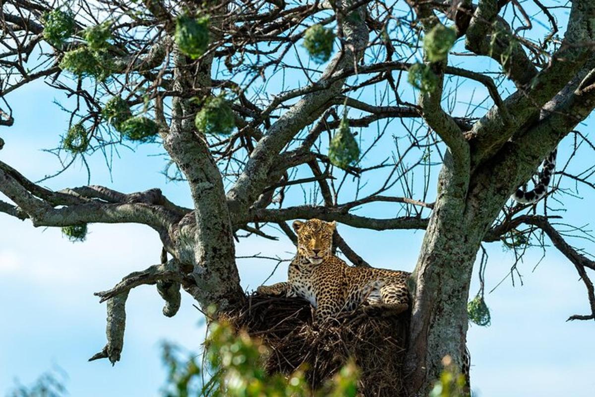seekor cheetah duduk di sarang di pohon