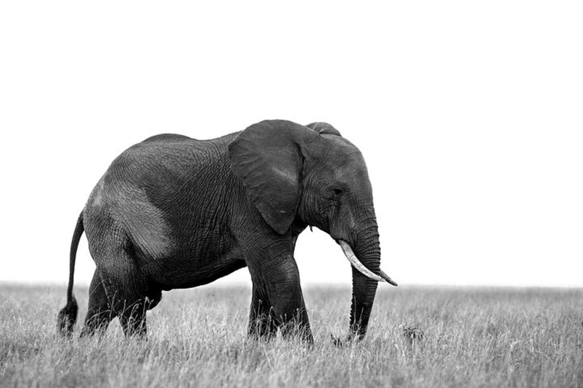 um elefante caminhando por um campo de grama alta
