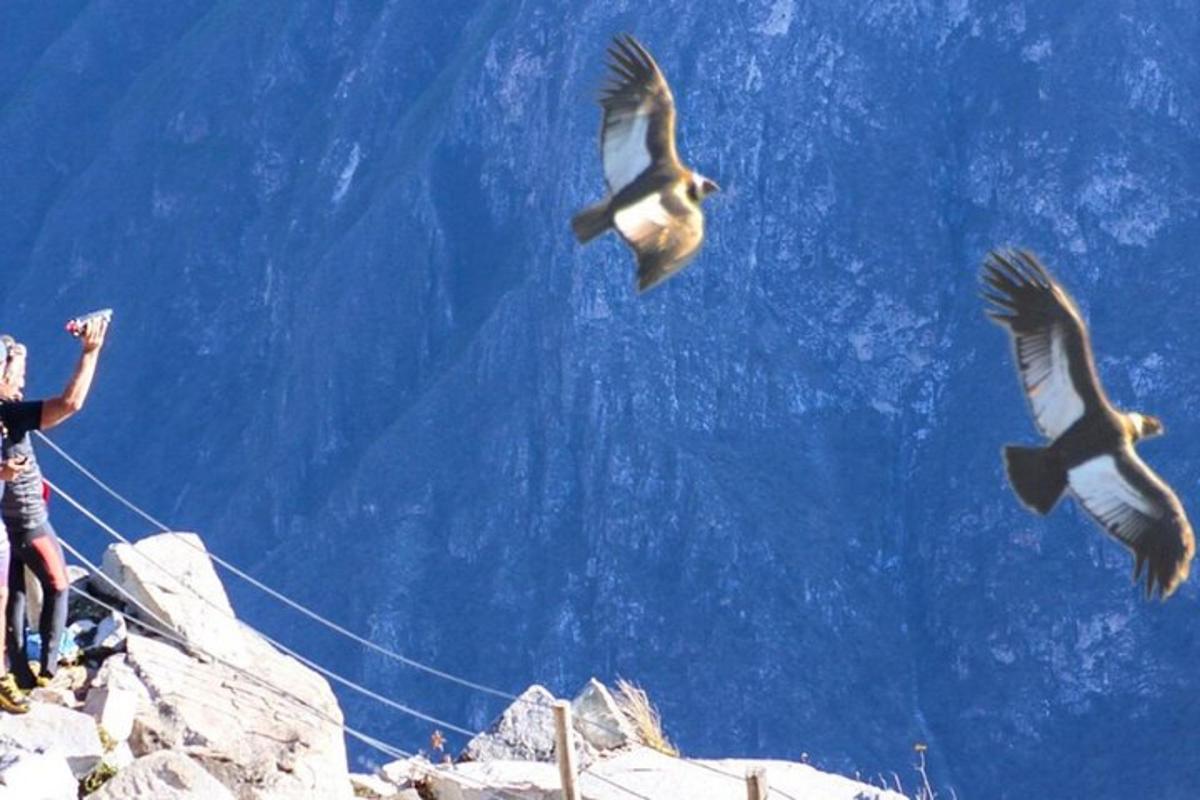 una persona tomando una fotografía de dos pájaros