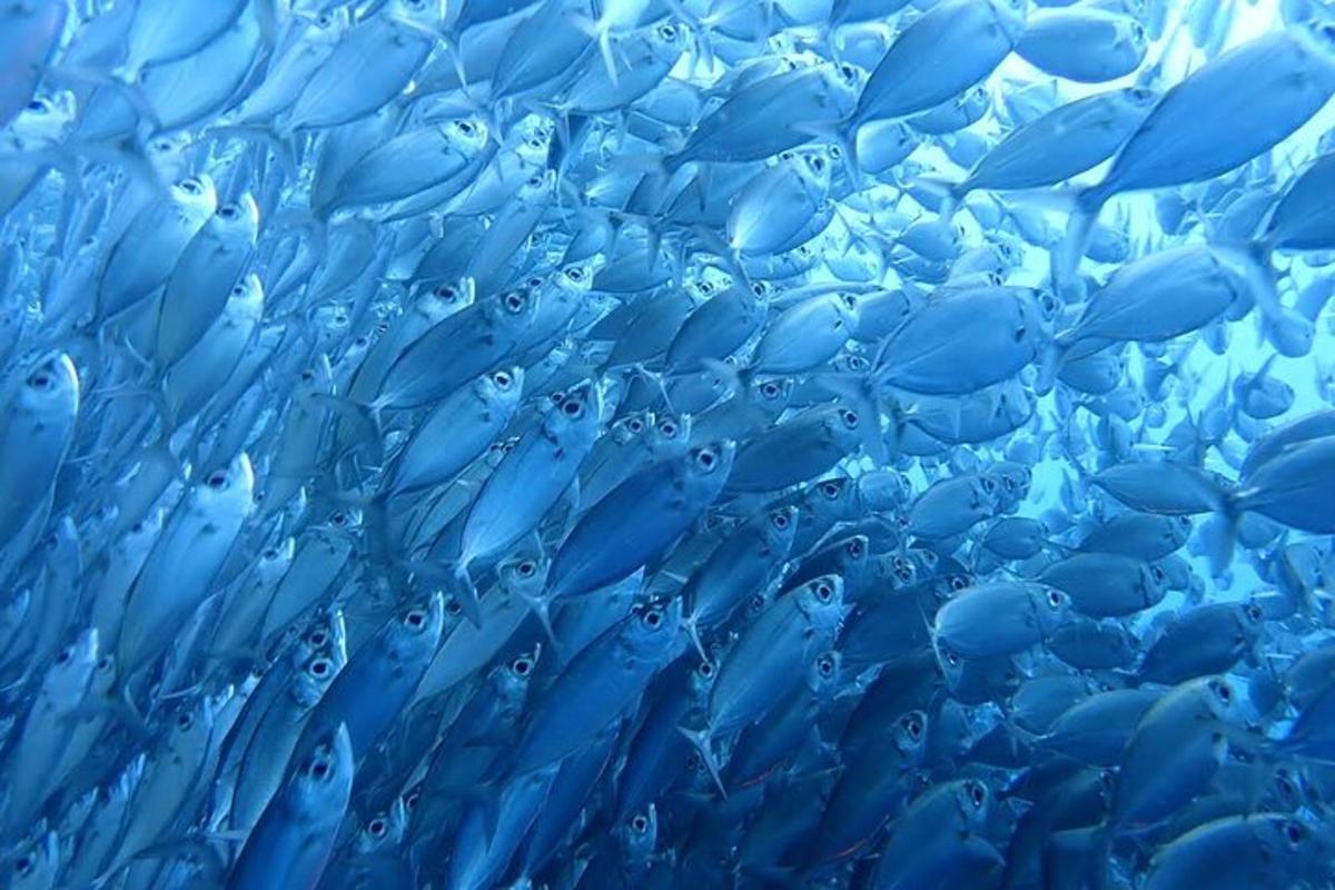 a close up of a school of fish with water drops