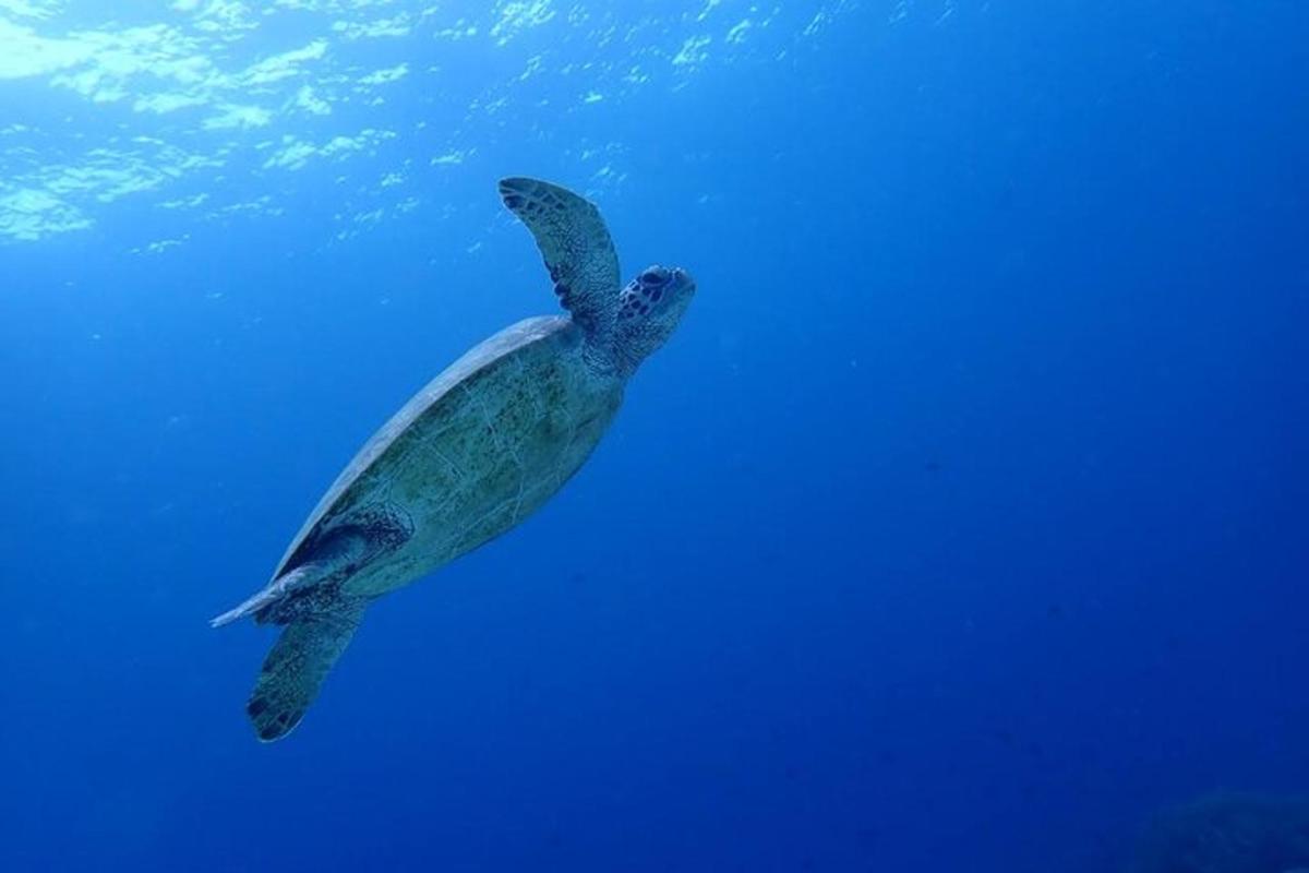 penyu hijau berenang di dalam air