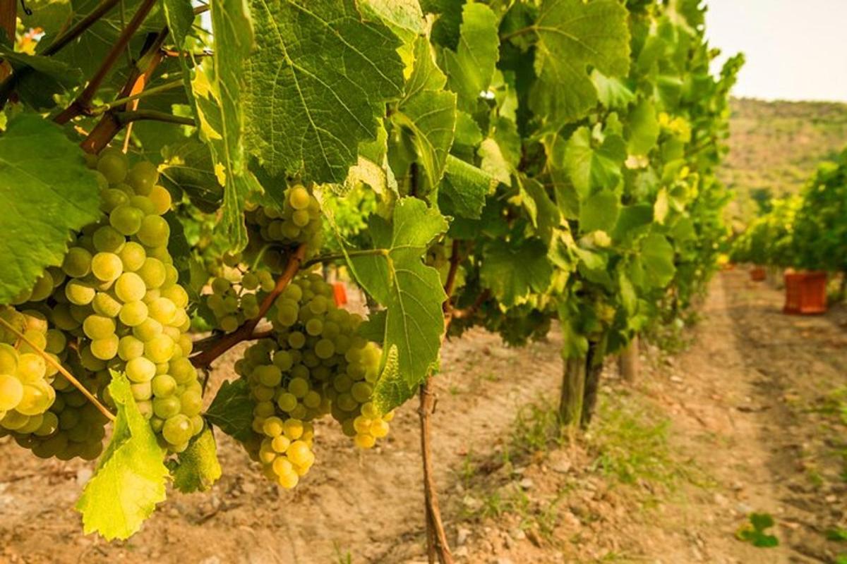 um cacho de uvas verdes pendurado nas árvores