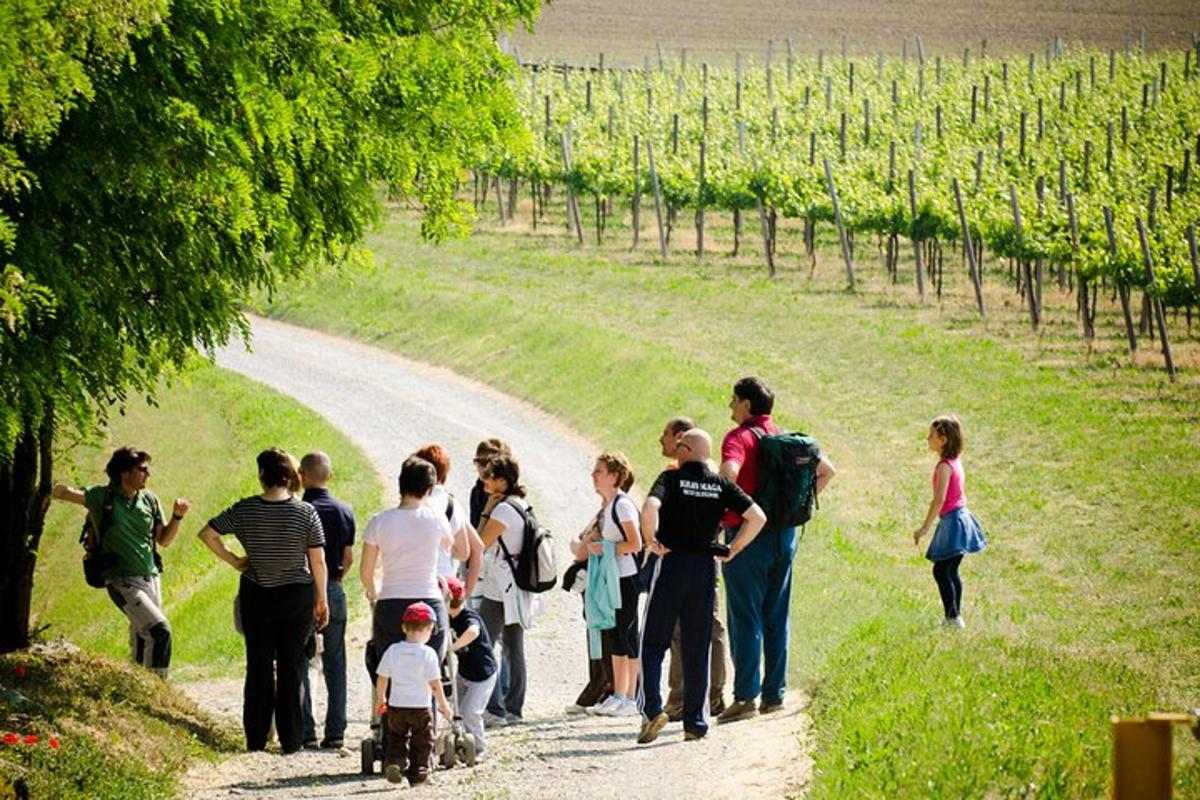 un gruppo di persone che cammina lungo un sentiero vicino a un vigneto