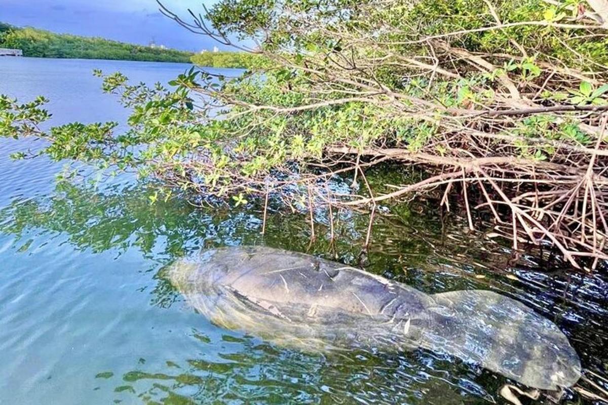 napsahtava kilpikonna vedessä pensaan vieressä