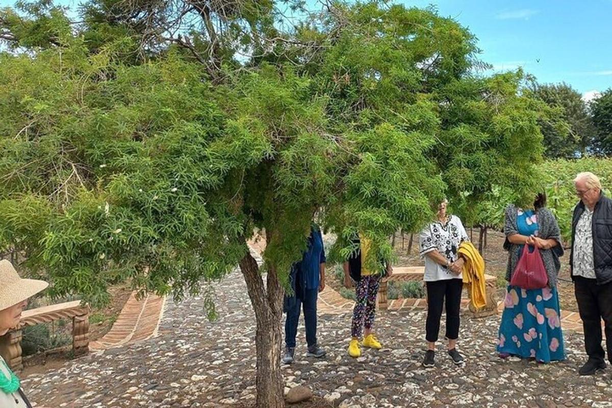 sekumpulan orang berdiri di sekeliling pokok