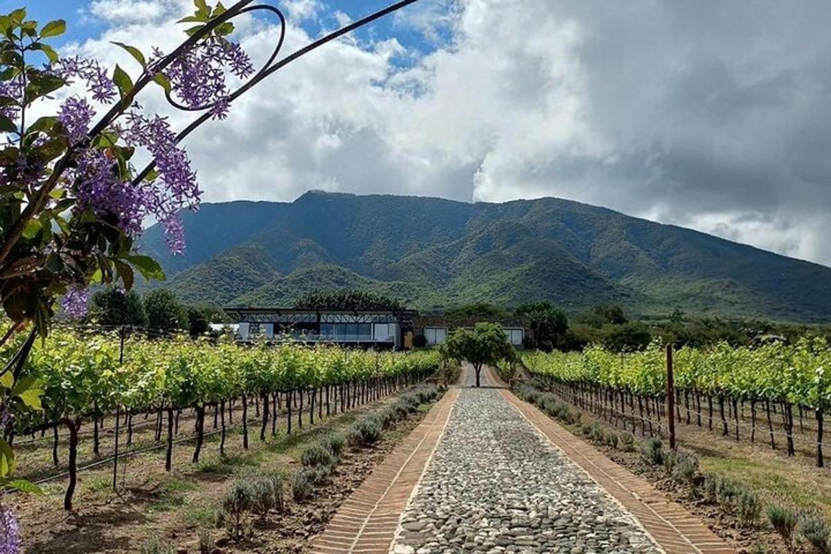 Un camino a través de un viñedo con montañas al fondo.