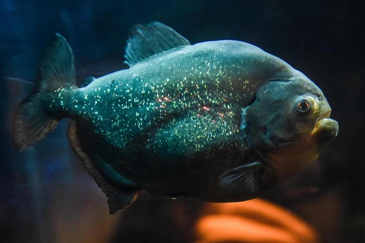 a fish is swimming in an aquarium