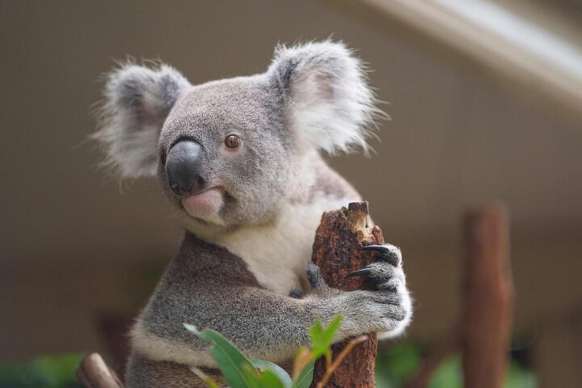 a koala holding a piece of food in its paws