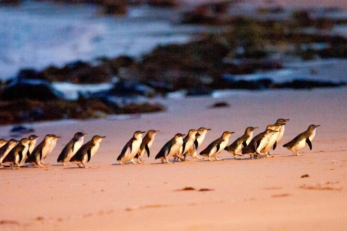 a flock of birds walking on a beach