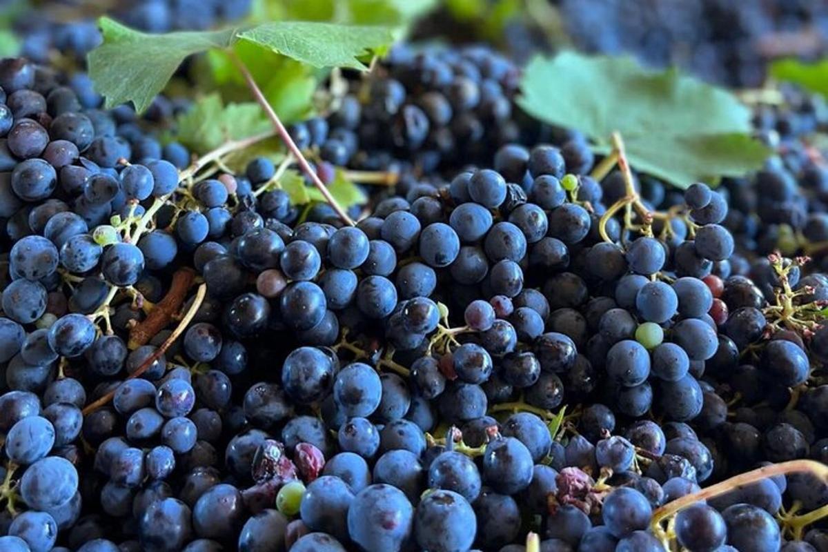 um cacho de uvas pretas com folhas verdes