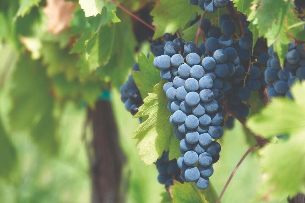 um cacho de uvas pendurado em uma árvore