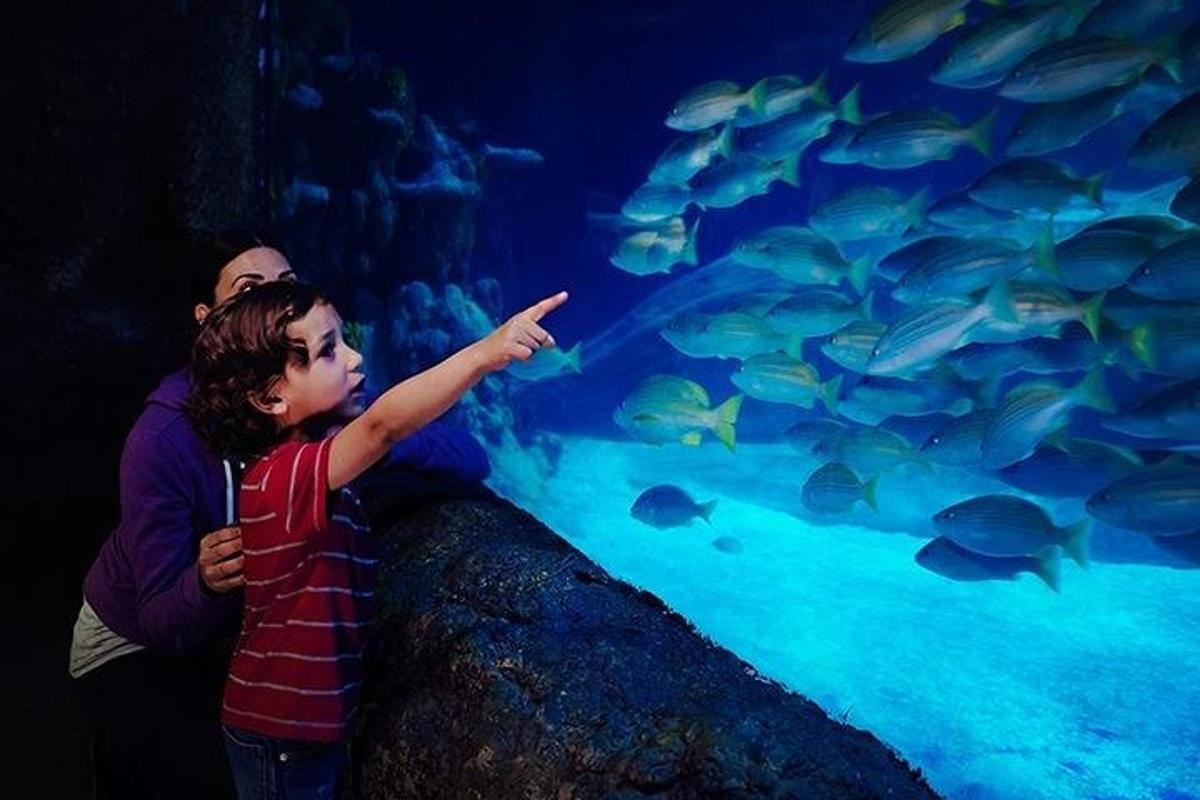 a man and a young boy pointing at fishes in an aquarium