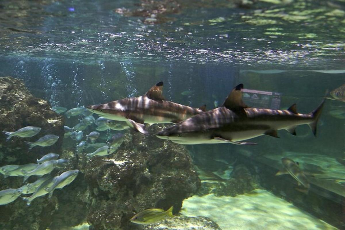 two people riding on sharks in the water