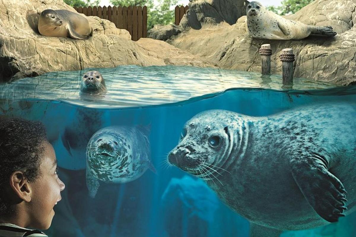 a boy looking at a seals in the water