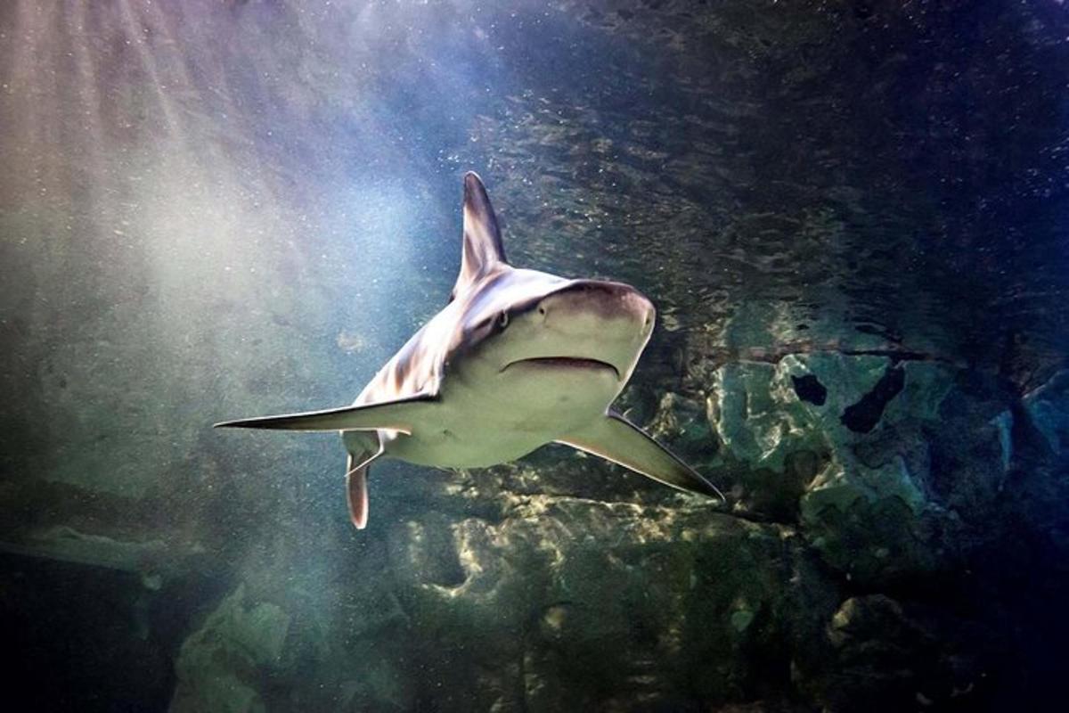 a tiger shark swimming in the water