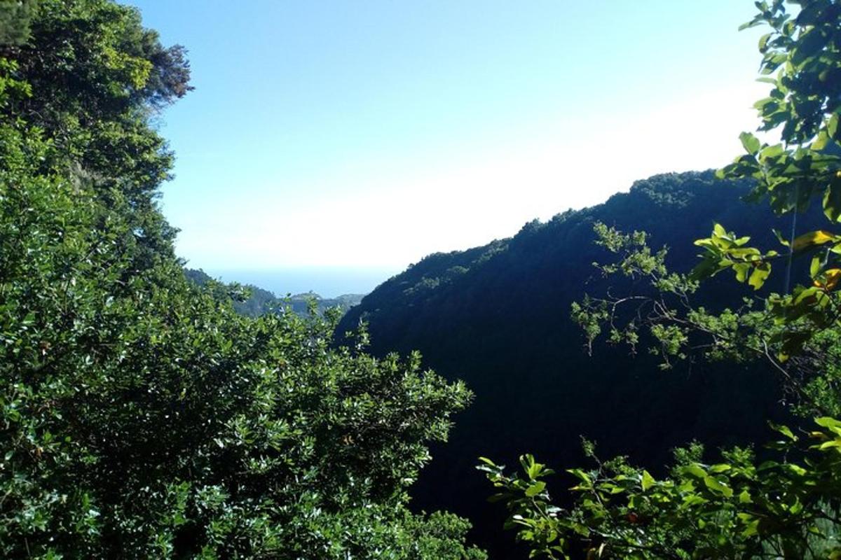 Una vista de una montaña con árboles en primer plano.