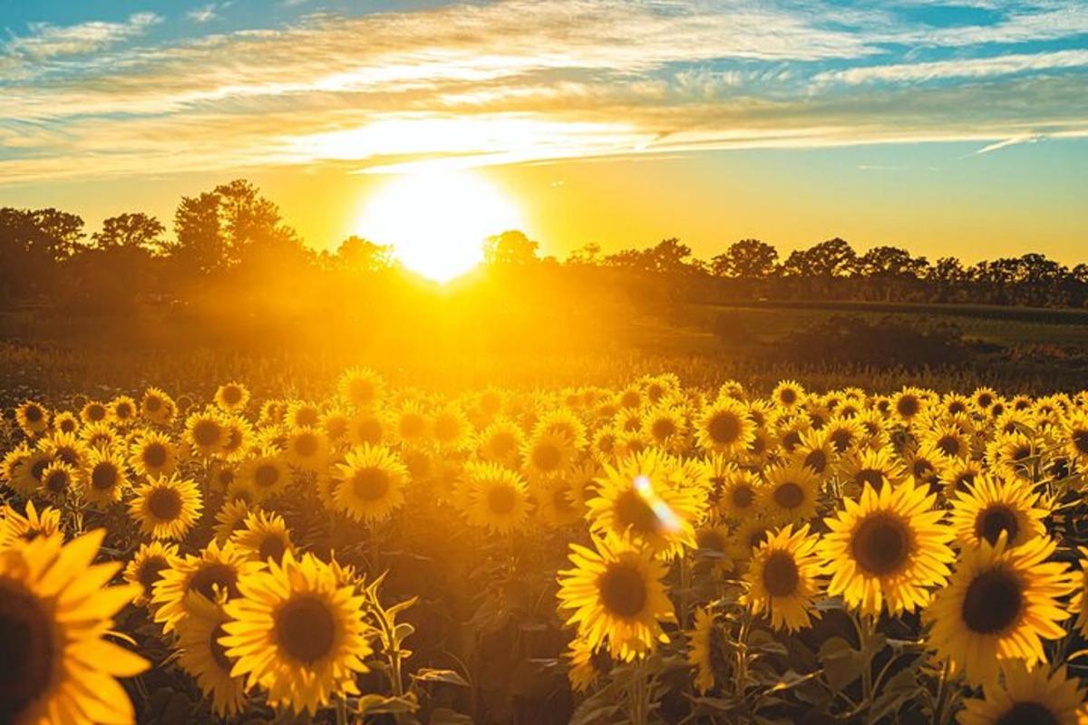 a field of sunflowers in front of a sunset