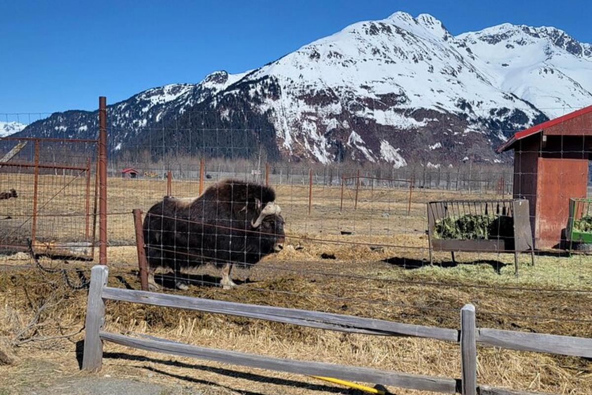um grande touro em um campo com uma montanha coberta de neve