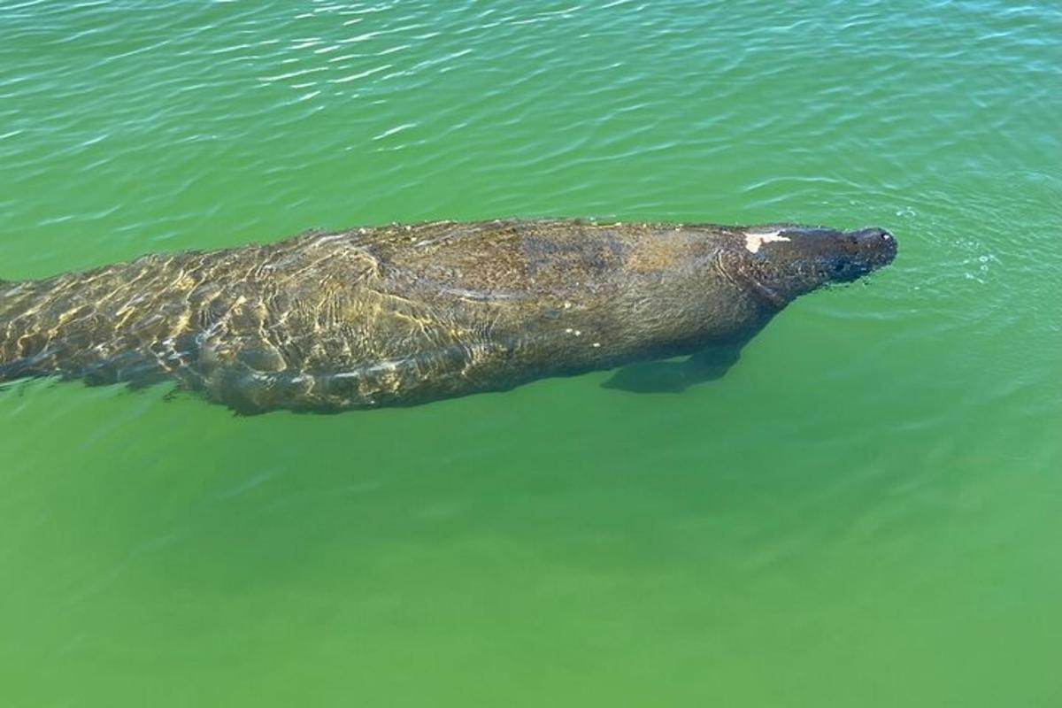 a large alligator floating in the water