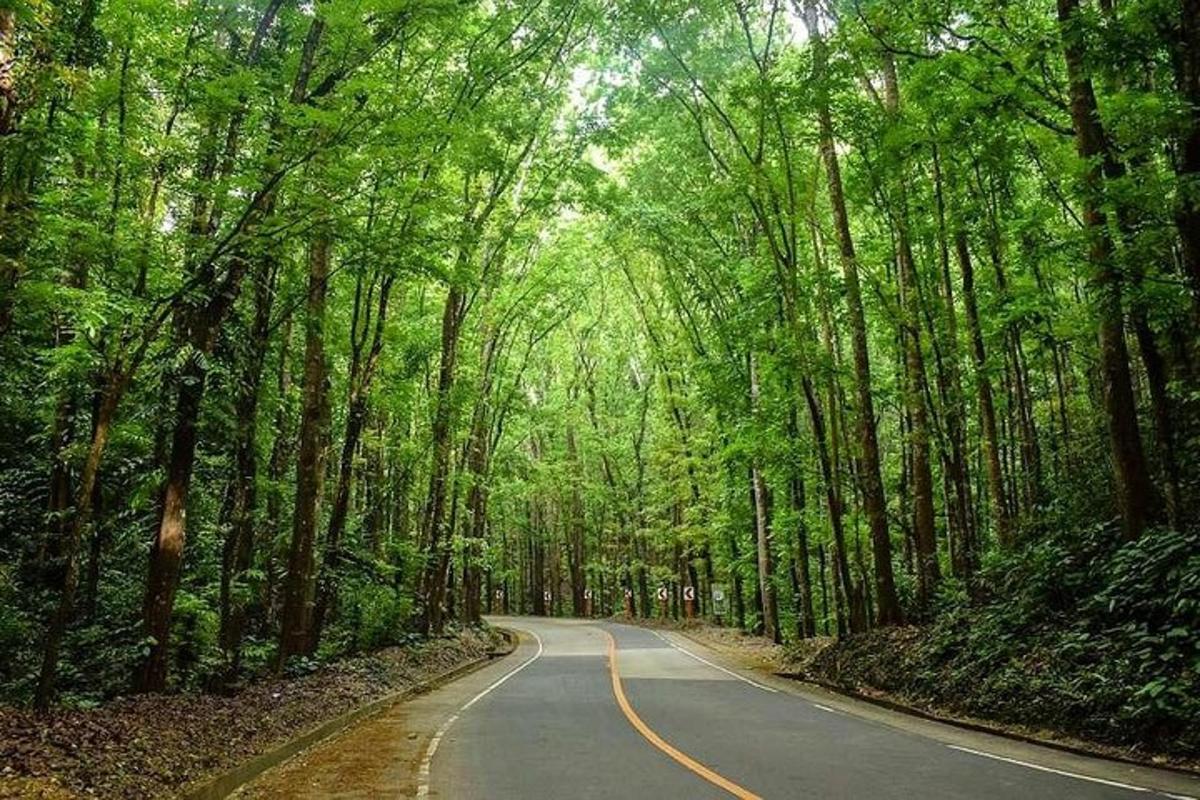 a road in the middle of a forest of trees