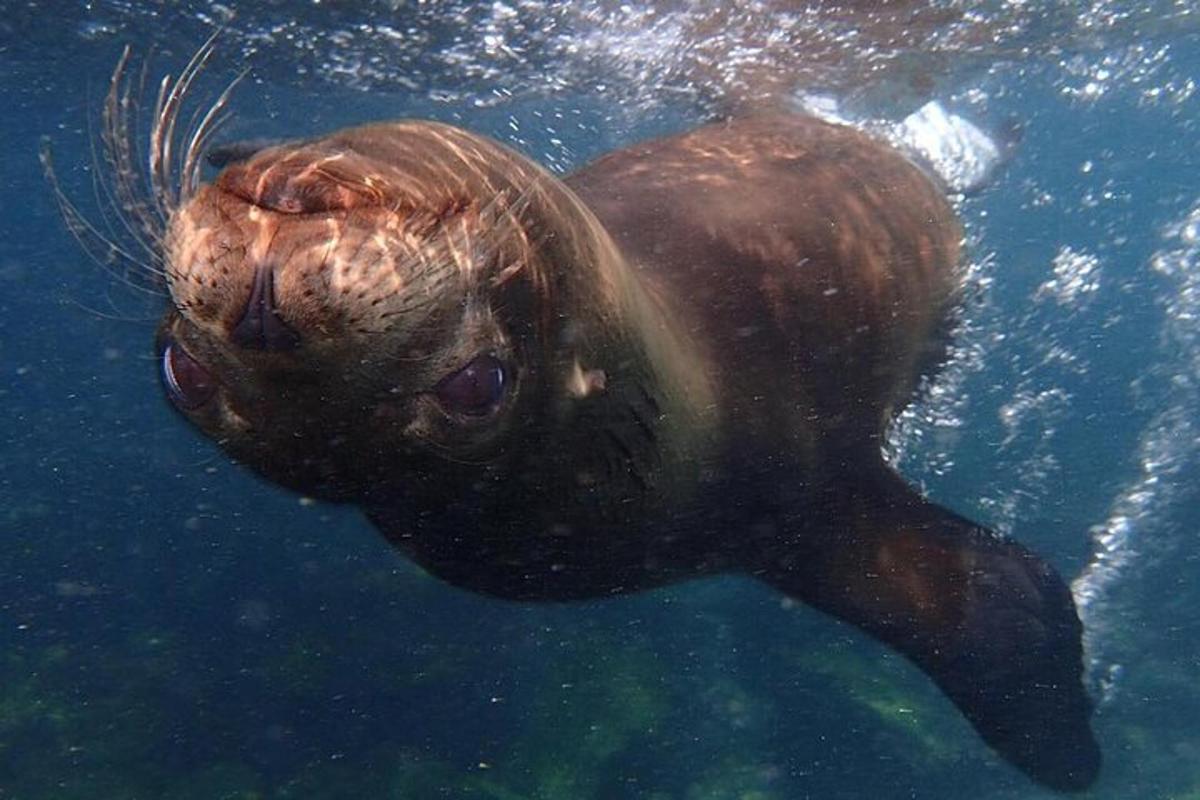 a sea lion swimming in the water