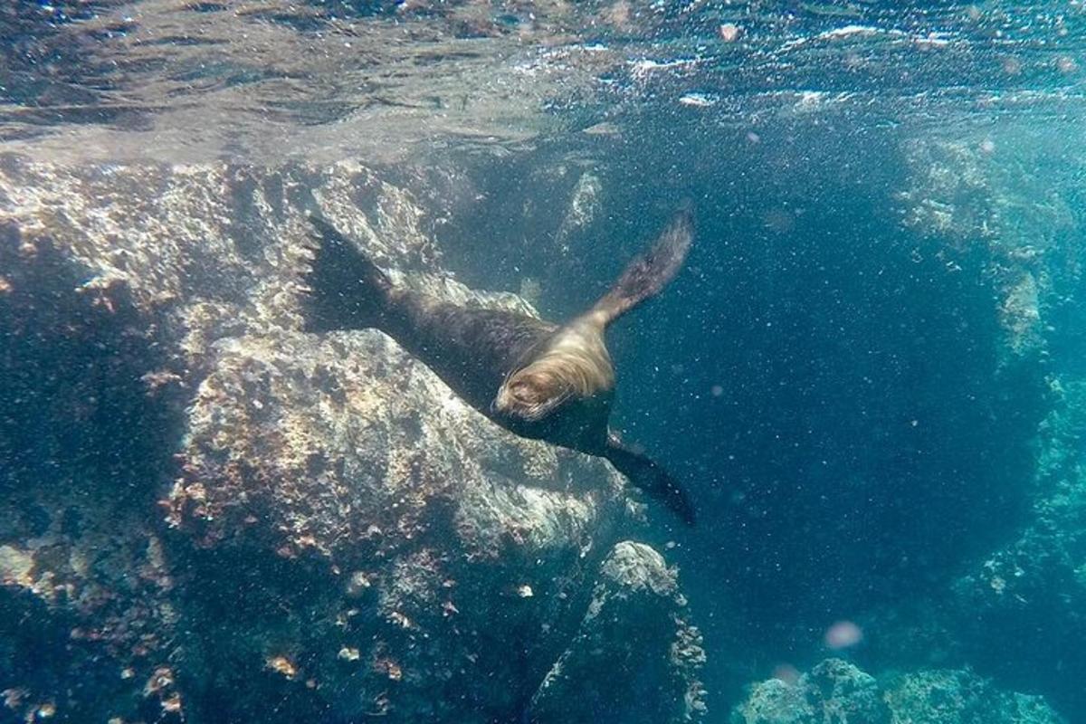 a sea lion swimming in the water