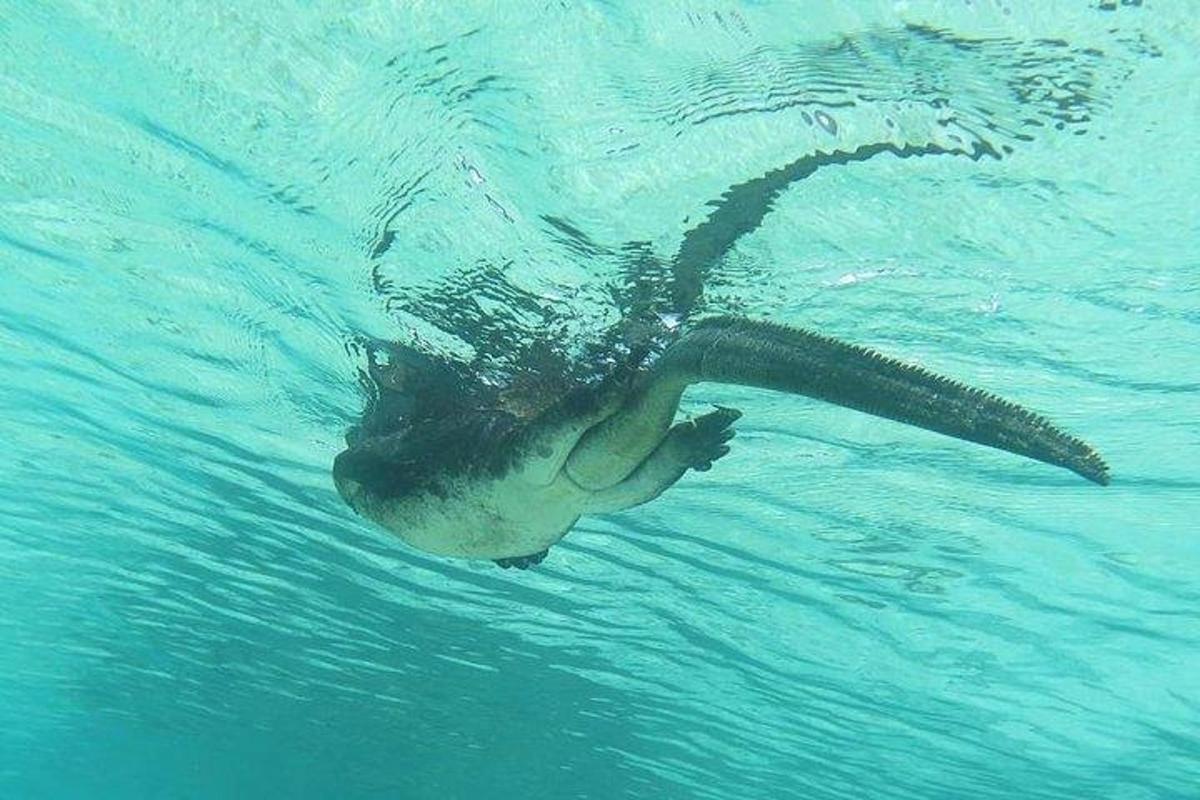 a person swimming in the water in the pool