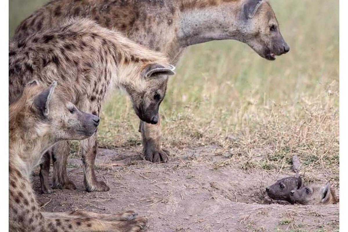 Una madre y su cría de guepardo de pie en un campo