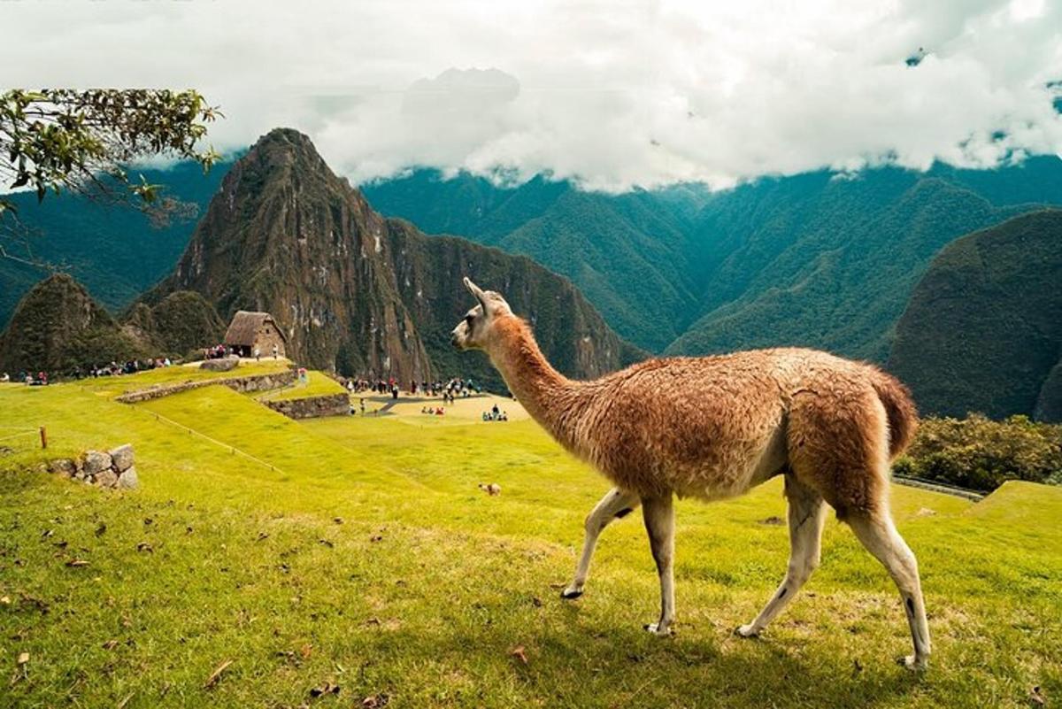 una llama dempeus en un turó amb muntanyes al fons