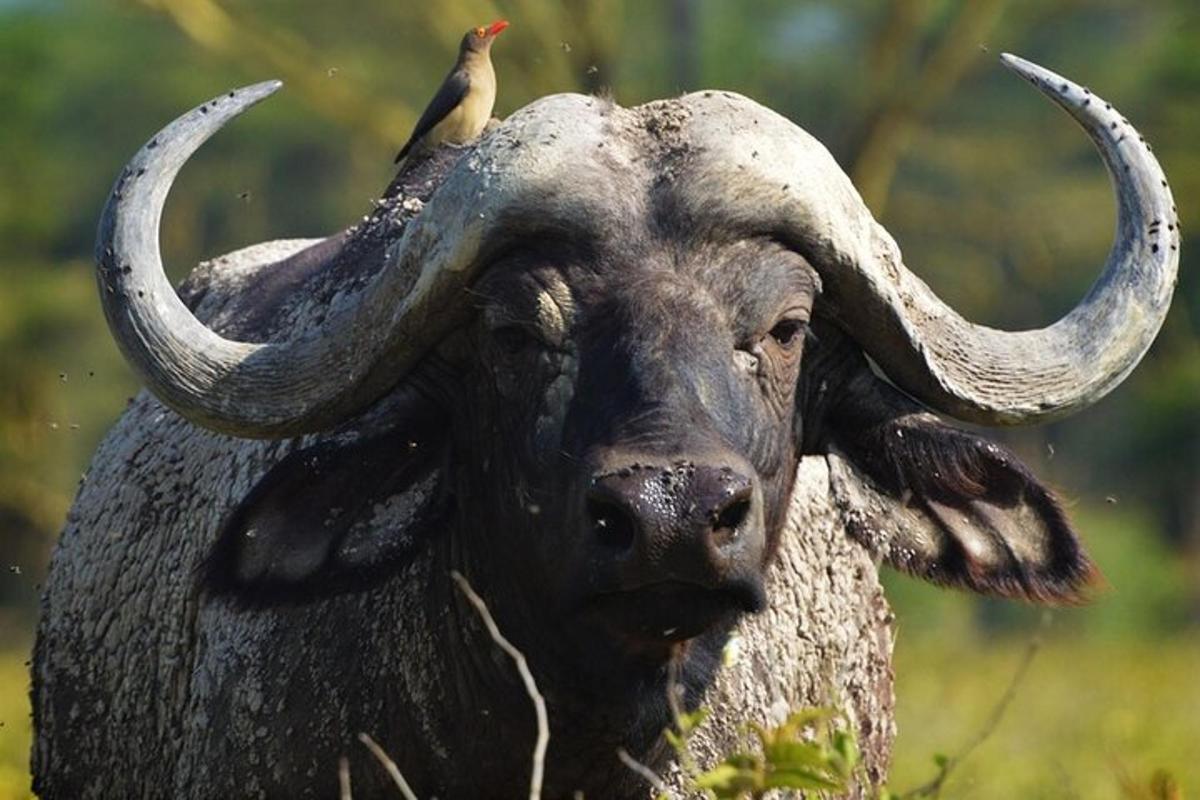 a bird sitting on the back of a bull