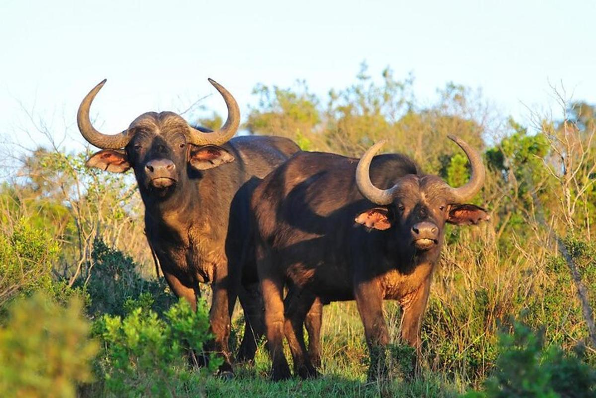 tre animali con le corna in piedi in un campo