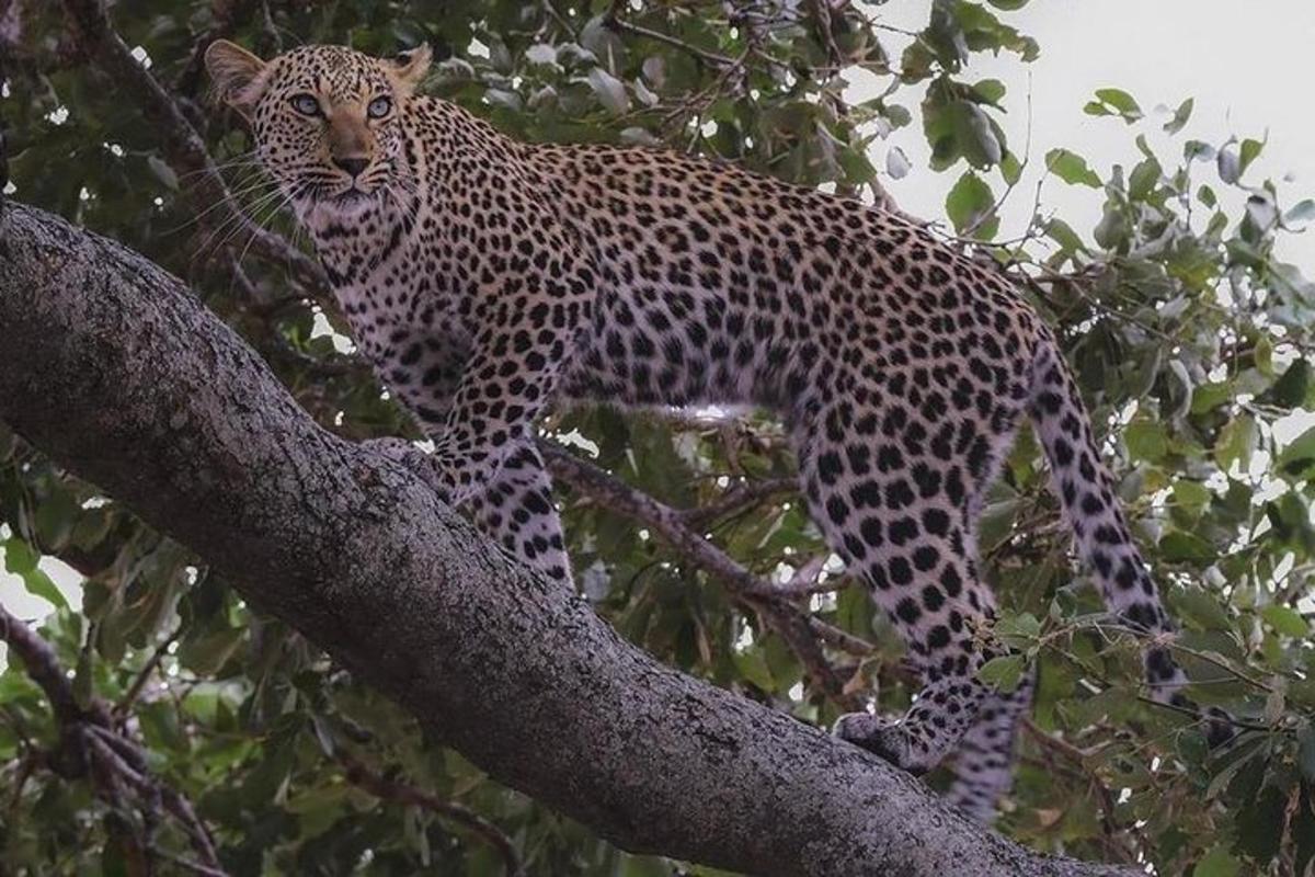 un léopard debout au sommet d'une branche d'arbre