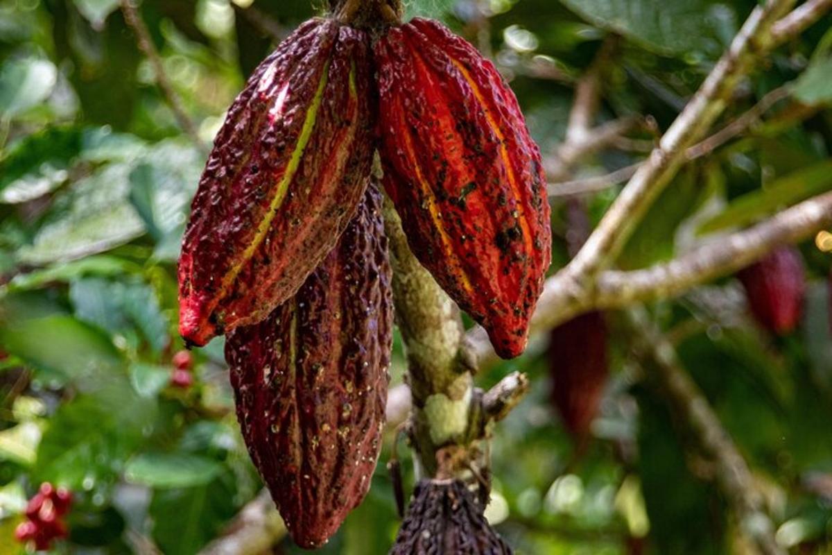 sekuntum bunga merah besar tergantung di atas pokok