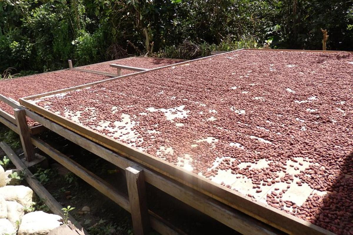 một lớp đất trên một chiếc bàn gỗ
