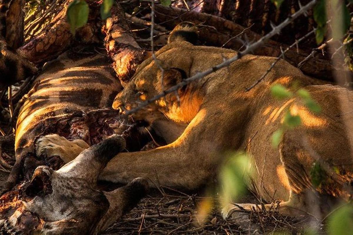 lõvi lamas maas sebra kõrval